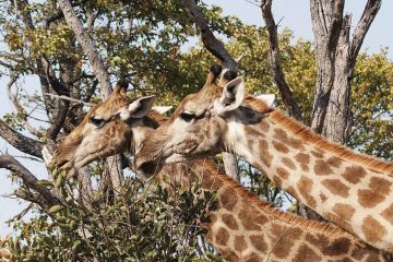 africa-botswana-game drive-giraffe