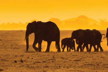 africa-kenya-elephants