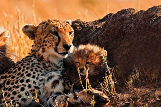 africa-kenya-masai mara-cheetah family