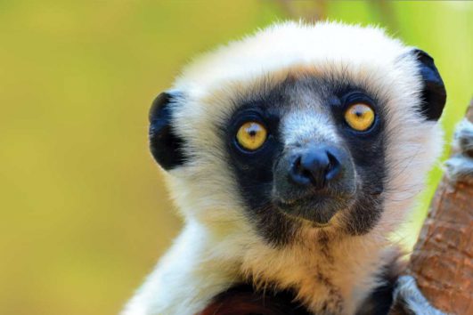 africa-madagascar-lemur