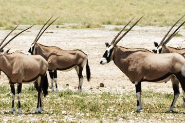 africa-namibia-etosha-gemsbok