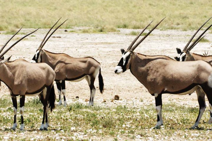 africa-namibia-etosha-gemsbok