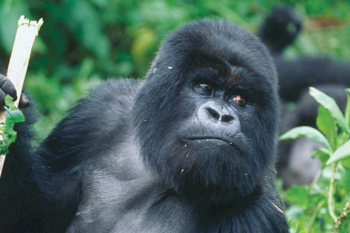 africa-rwanda-gorilla