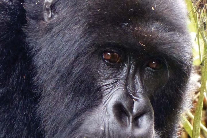 africa-rwanda-gorilla-trek
