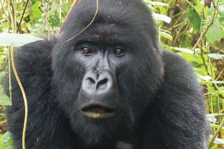 africa-rwanda-gorilla trek