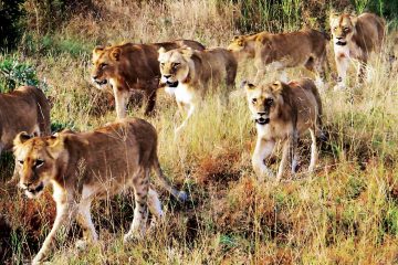 africa-south africa-lions pride