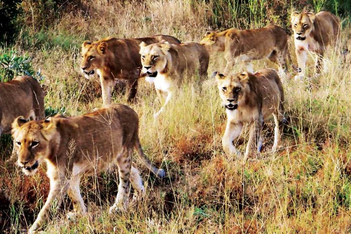 africa-south africa-lions pride