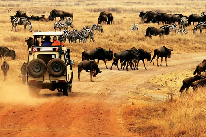 africa-tanzania-serengeti national park-wildebeest-zebra-migration