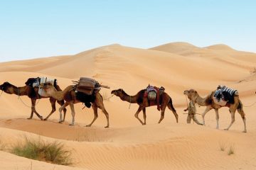 africa-tunisia-desert-camels