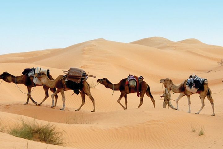 africa-tunisia-desert-camels