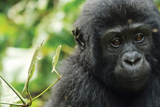 africa-uganda-bwindi-baby gorilla
