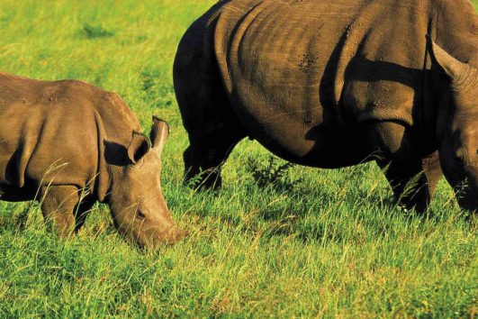 africa-uganda-rhino trekking