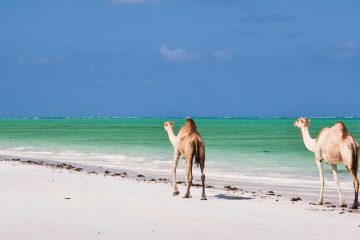 africa-zanzibar-beach-camels