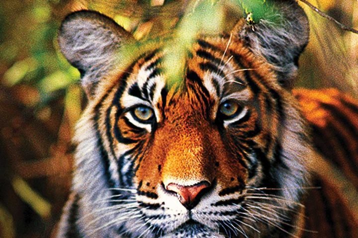 asia-india-ranthambore-bengal tiger