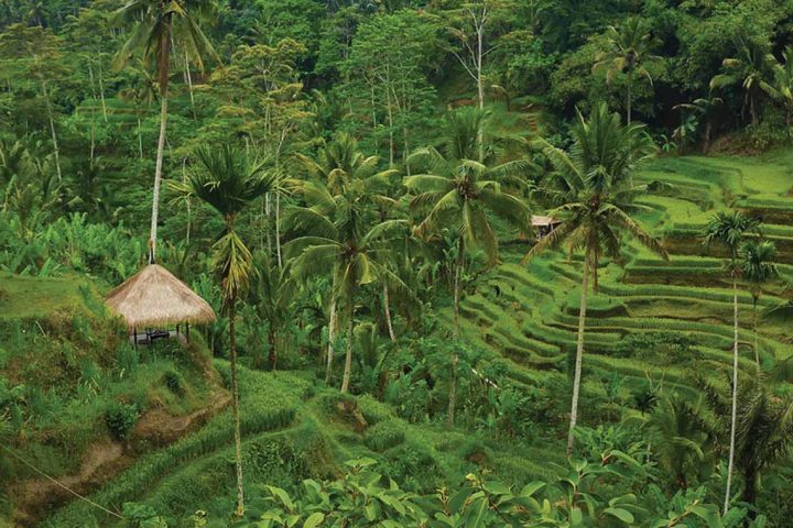 asia-indonesia-bali-rice fields
