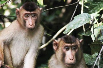 asia-malaysia-borneo-monkeys