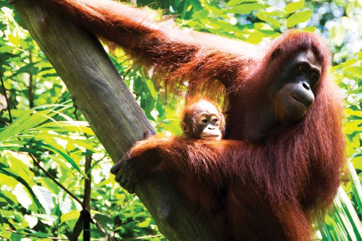 asia-malaysia-orangutans