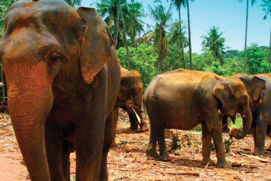 asia-sri lanka-pinnawela elephant orphanage