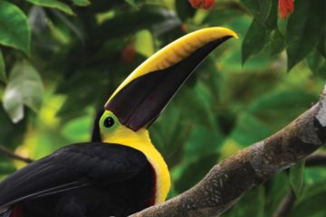 central america-costa rica-toucan-bird