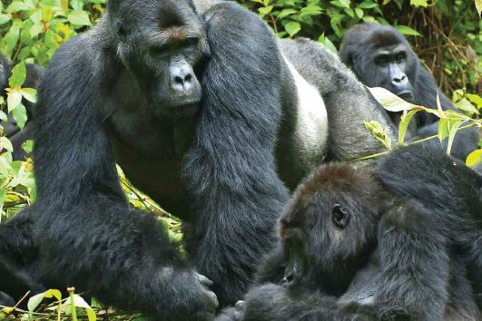 Image of Gorillas