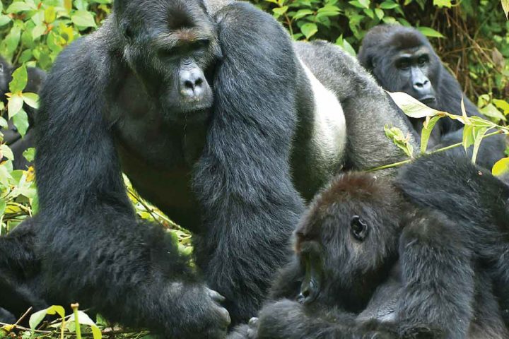 Image of Gorillas