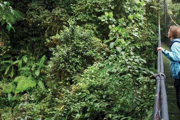 south america-peru-canopy walk