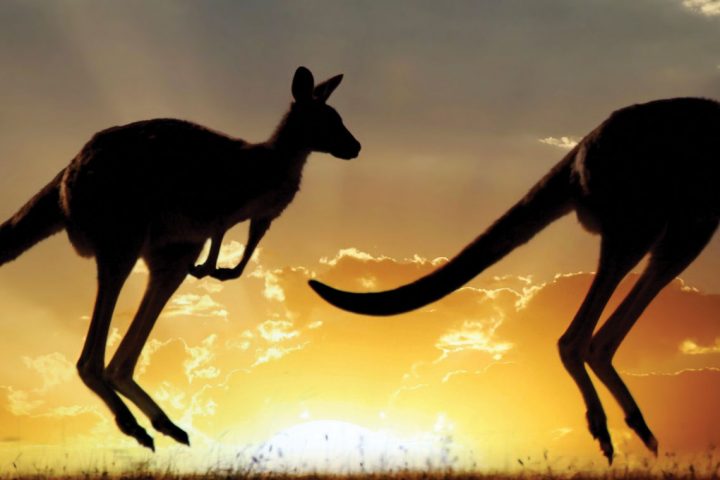 south pacific-australia-kangaroos