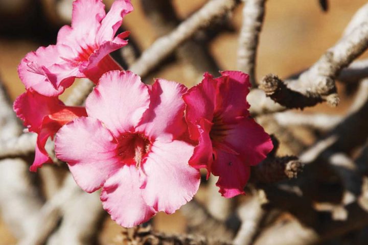 the middle east-oman-desert rose