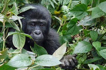 Africa-Uganda-Gorilla-Trek-Baby-Gorilla