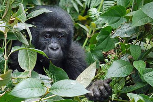 Africa-Uganda-Gorilla-Trek-Baby-Gorilla