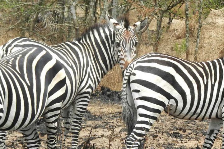 Africa-Uganda-Lake-Mburo-Zebras