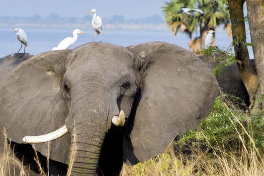 Africa-Uganda-Murchison-National-Park-Elephant
