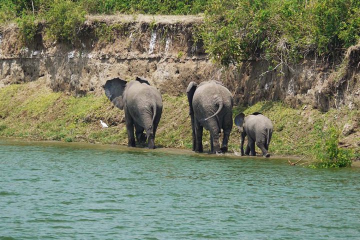 Africa-Uganda-Queeen-Elizabeth-Park-Elephant