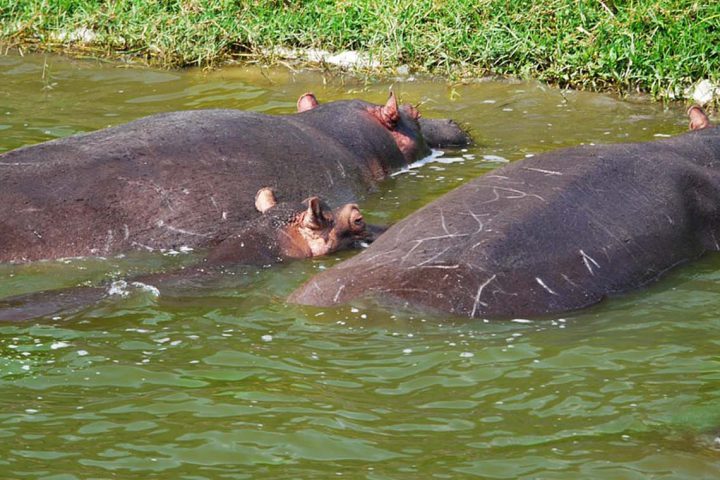 Africa-Uganda-Queen-Elizabeth-Park-Hippos