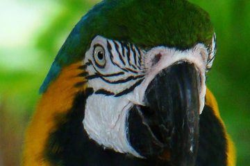 Central-America-Costa-Rica-Birding-Safari-Macaw