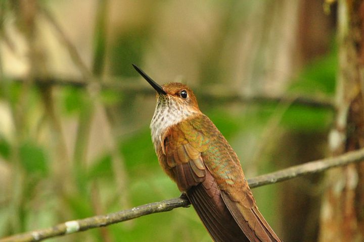 South-America-Colombia-Bird-Watching-Humming-Bird