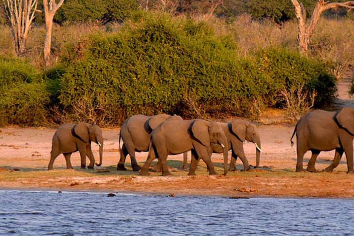 tour-africa-botswana-chobe-national-park-elephants-pixabay-1653100