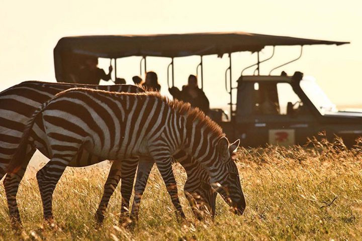 tour-africa-kenya-masai-mara-game-drives-zebra-skysafari-by-elewana