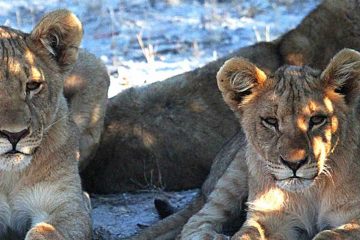 tour-africa-namibia-lion-etosha-pixabay-1305802