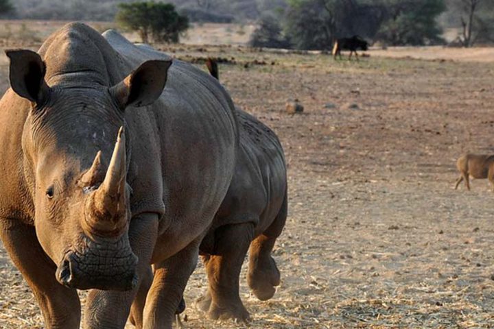 tour-africa-namibia-rhino-pixabay-1170132